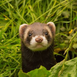 Ferret