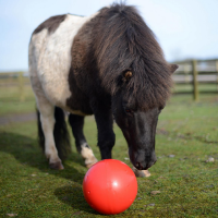 Snack a Ball