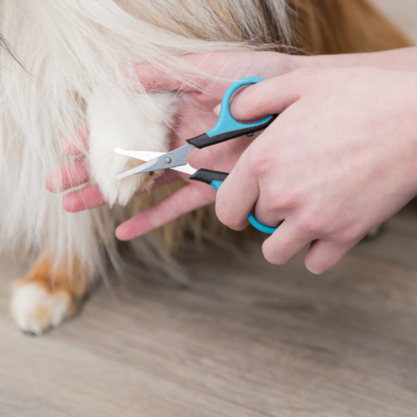 Face And Paw Scissors 9cm