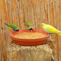 SkyGold Popular Parakeet 20Kg