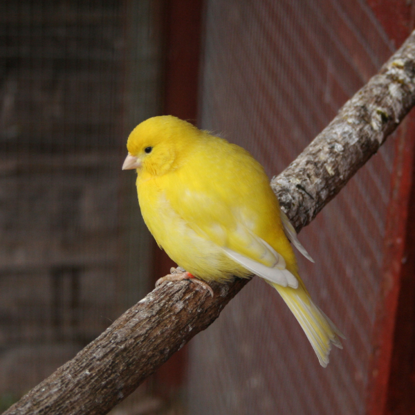 SkyGold Popular Foreign Finch 20Kg