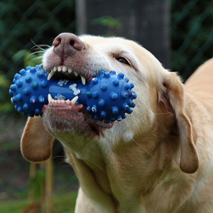 Chew & Tug Toys