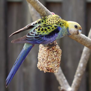 Caged Bird Treats