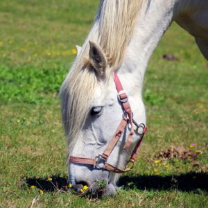 Grass Seeds and Fertilizer