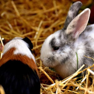 Rabbit and Guinea Pig