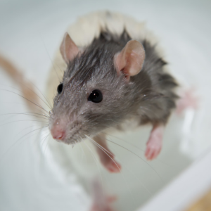 Small Animal Baths & Litter Tray