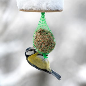 Wild Bird Suet, Fat & Mealworms