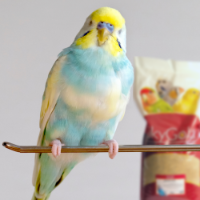 SkyGold Budgie 50/50 20Kg