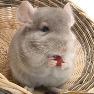 Chinchilla