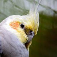 SkyGold Large Cockatiel & Parakeet 20kg