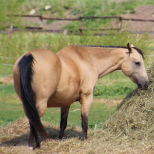 Hay and Bedding