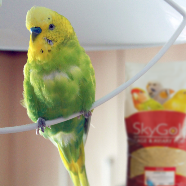 SkyGold Budgie 70/30 20Kg