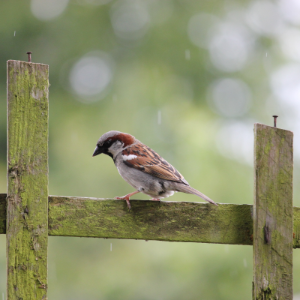 Garden Birds and Animals