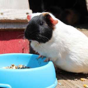 Small Animal Bowls & Feeders