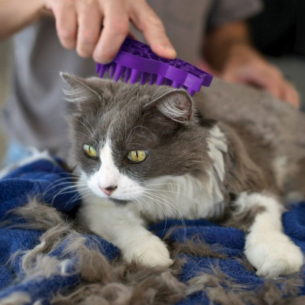 Zoom Groom Cat