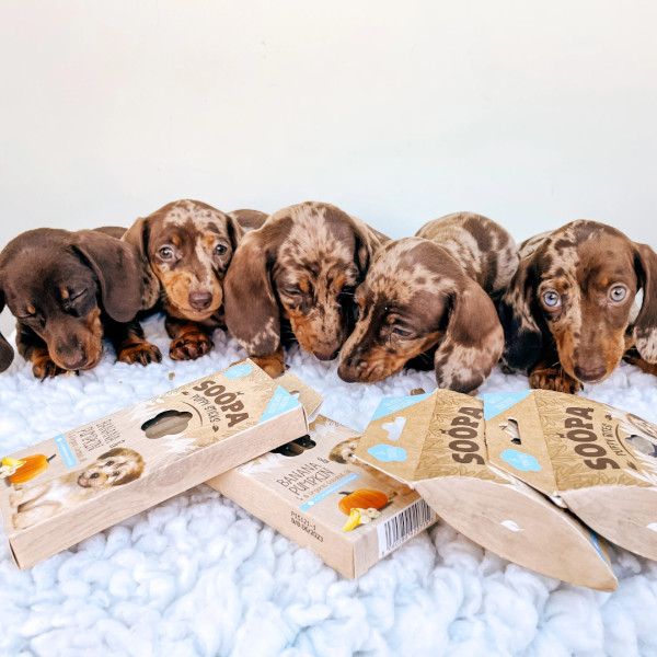 Bites: Puppy Banana & Pumpkin 50g x 10